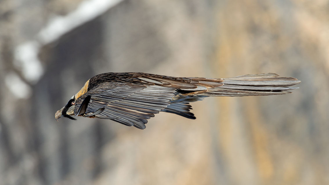 Bartgeier, Gipeto, Lammergeier, Bearded Vulture, Gypaète, Gypaetus barbatus, fliegend, sitzend, Alpen, Swiss Alps, 