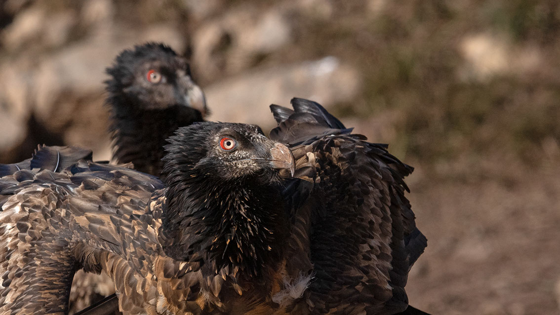 Bartgeier, Gypaète Barbu, Quebrantahuesos, Lämmergeier, Lammergeier, 
