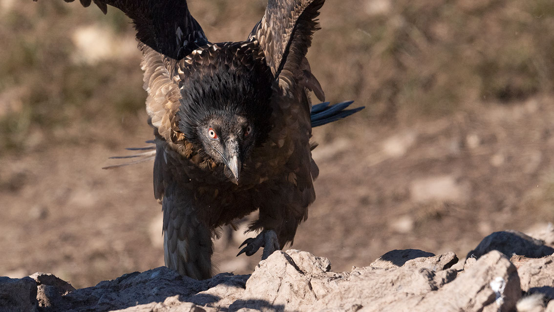Bartgeier, Gypaète Barbu, Quebrantahuesos, Lämmergeier, Lammergeier, 