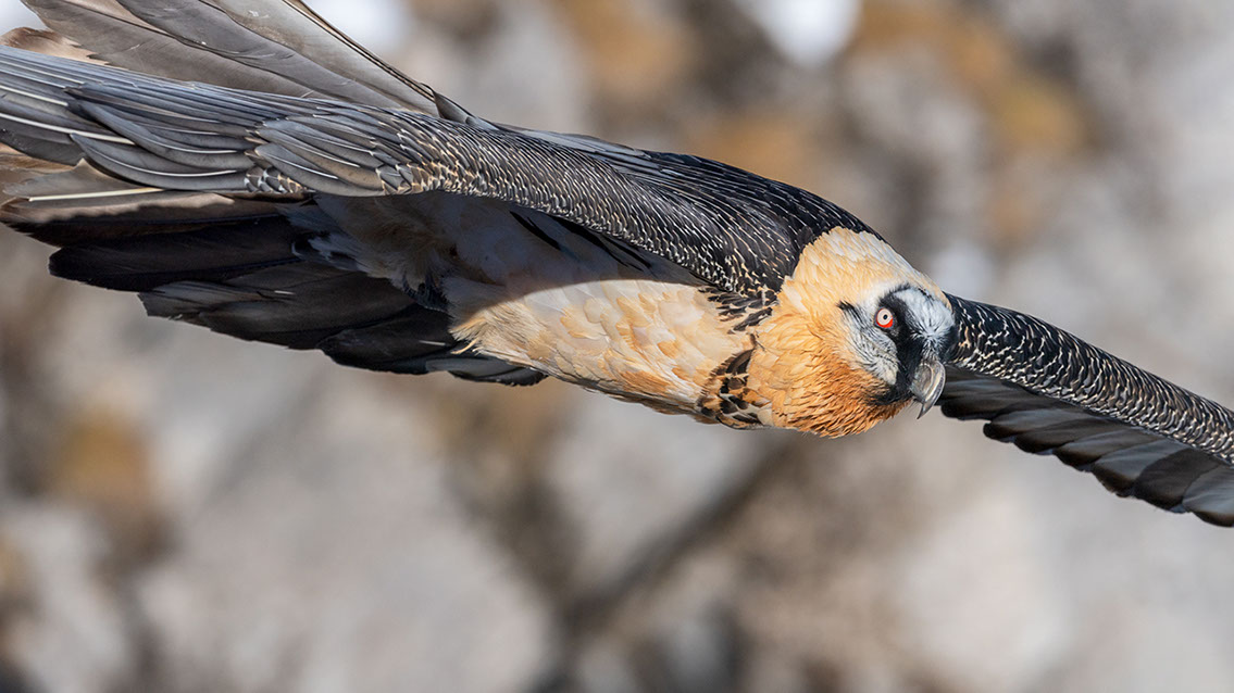 Bartgeier Schweiz Alpen fliegend Adult Gyaéte en vol Lammergeier Bearded Vulture