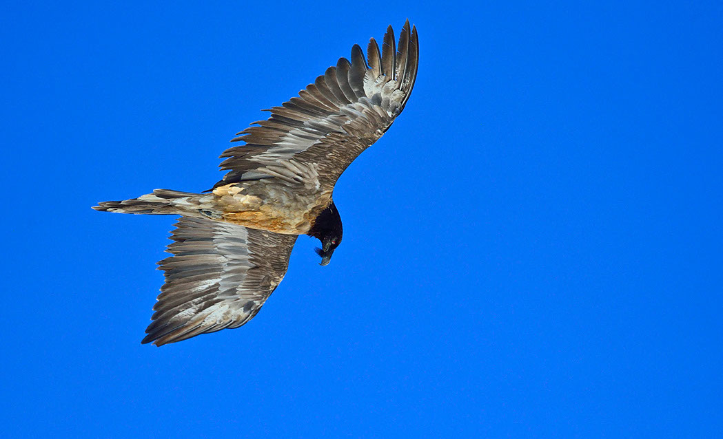 junger Bartgeier Schweiz Alpen fliegend Adult