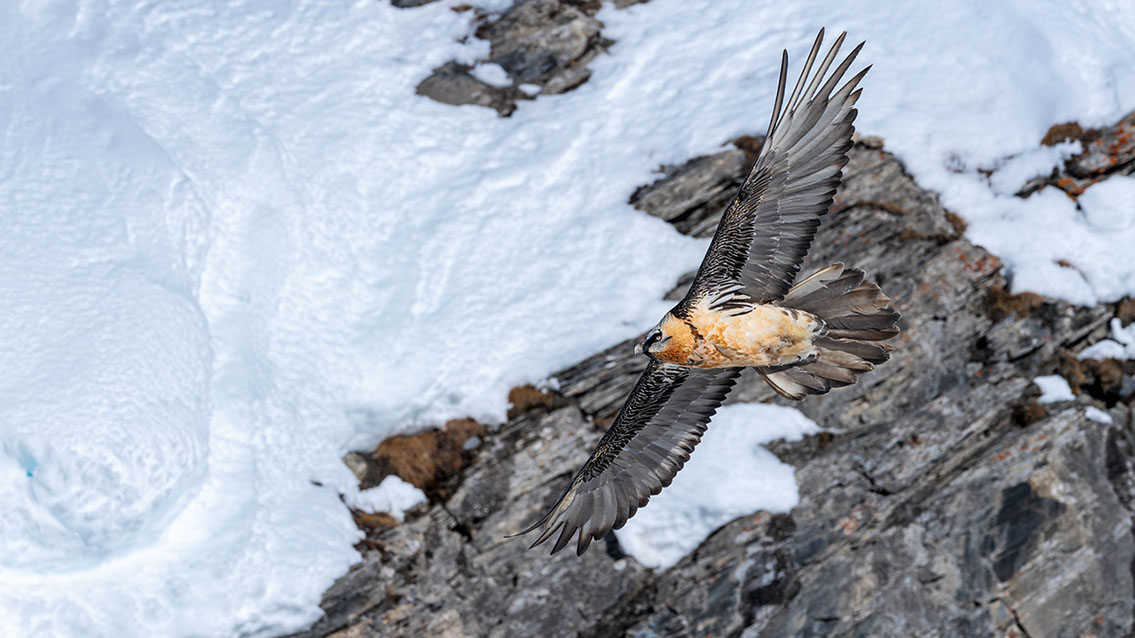 Bartgeier Schweiz Alpen fliegend Adult Gyaéte en vol Lammergeier Bearded Vulture