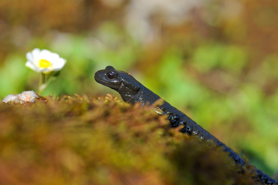 Bartgeier, Gypaète Barbu, Quebrantahuesos, Lämmergeier, Lammergeier, 