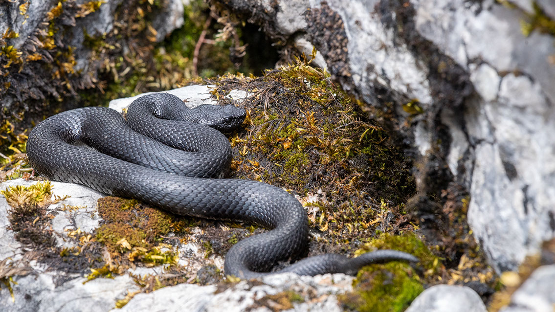 Bartgeier, Gypaète Barbu, Quebrantahuesos, Lämmergeier, Lammergeier, 