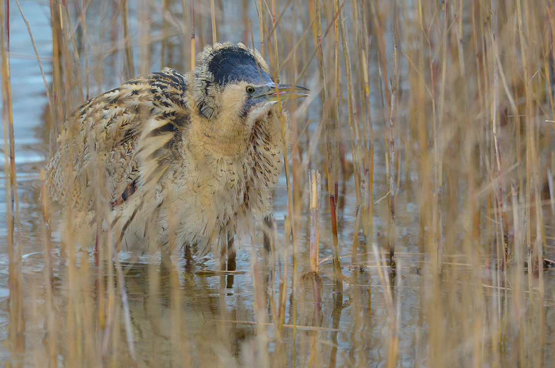 Bartgeier, Gypaète Barbu, Quebrantahuesos, Lämmergeier, Lammergeier, 