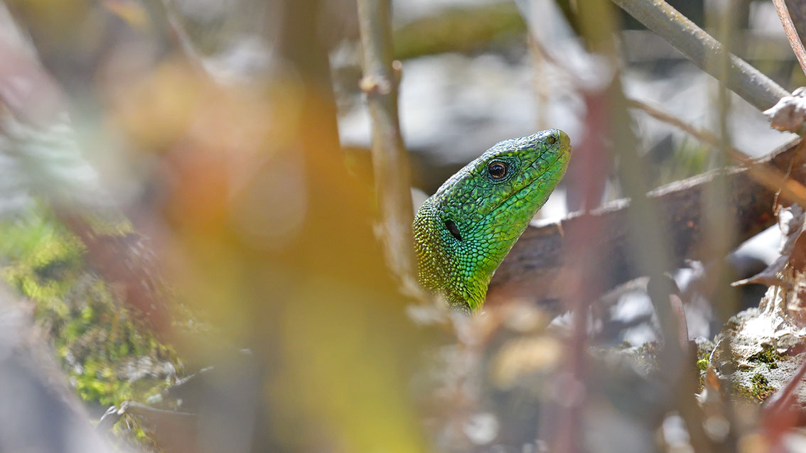 Bartgeier, Gypaète Barbu, Quebrantahuesos, Lämmergeier, Lammergeier, 