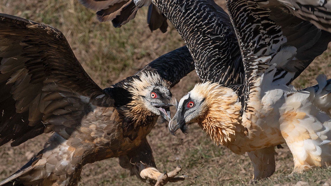 Bartgeier, Gypaète Barbu, Quebrantahuesos, Lämmergeier, Lammergeier, 