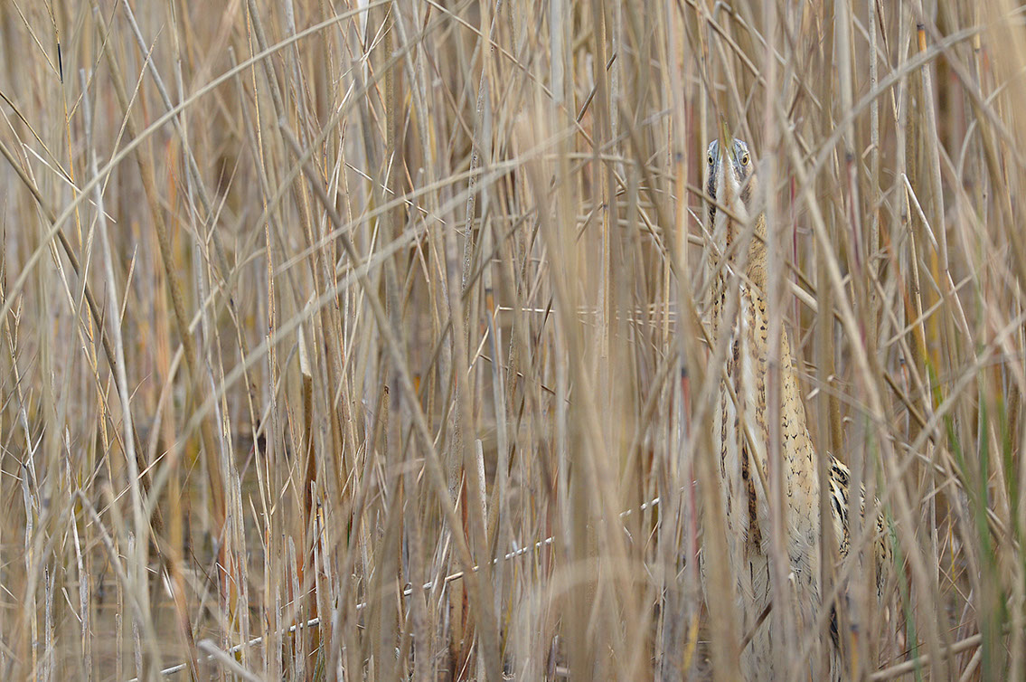 Bartgeier, Gypaète Barbu, Quebrantahuesos, Lämmergeier, Lammergeier, 
