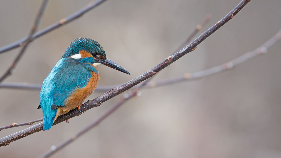 Bartgeier, Gypaète Barbu, Quebrantahuesos, Lämmergeier, Lammergeier, 