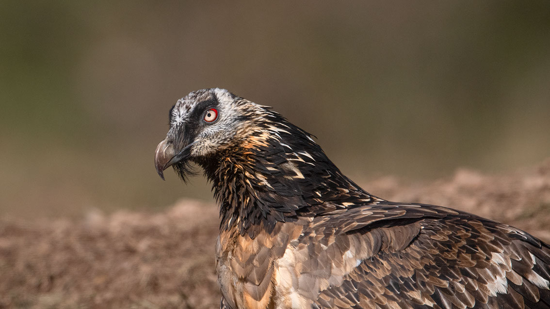 Bartgeier, Gypaète Barbu, Quebrantahuesos, Lämmergeier, Lammergeier, 