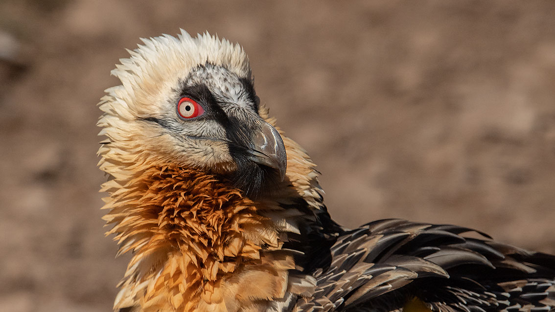 Bartgeier, Gypaète Barbu, Quebrantahuesos, Lämmergeier, Lammergeier, 