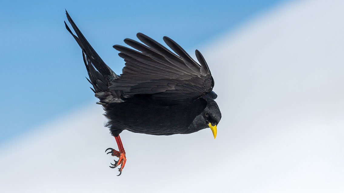 Bartgeier, Gypaète Barbu, Quebrantahuesos, Lämmergeier, Lammergeier, 