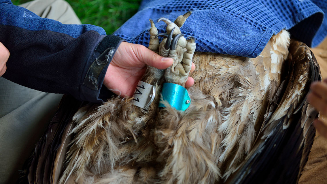 Bartgeier, Gypaète Barbu, Quebrantahuesos, Lämmergeier, Lammergeier, 