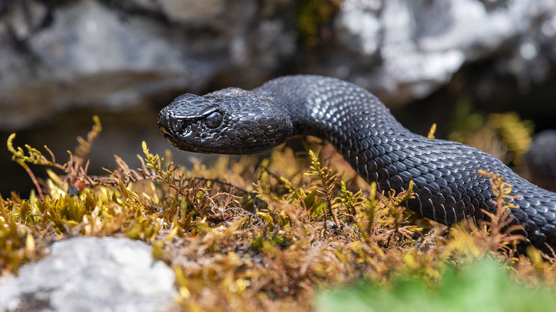 Bartgeier, Gypaète Barbu, Quebrantahuesos, Lämmergeier, Lammergeier, 