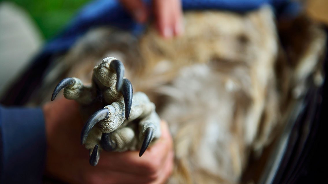 Bartgeier, Gypaète Barbu, Quebrantahuesos, Lämmergeier, Lammergeier, 