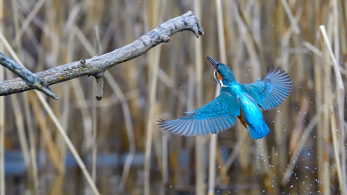 Bartgeier, Gypaète Barbu, Quebrantahuesos, Lämmergeier, Lammergeier, 