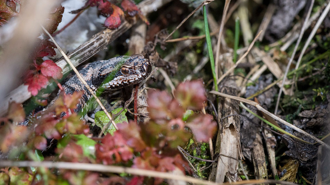 Bartgeier, Gypaète Barbu, Quebrantahuesos, Lämmergeier, Lammergeier, 