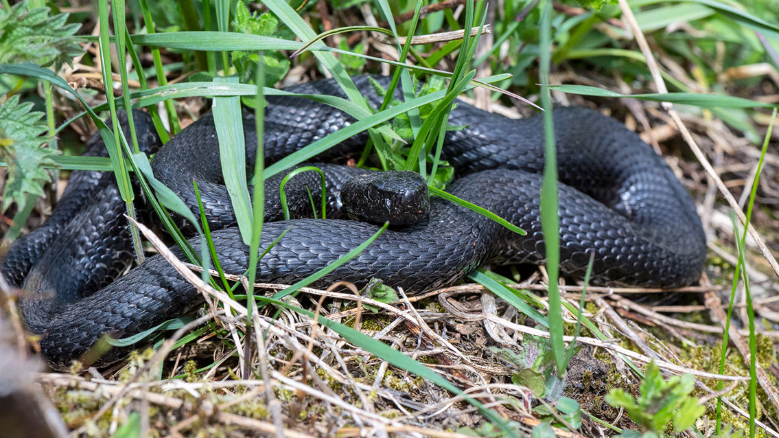 Bartgeier, Gypaète Barbu, Quebrantahuesos, Lämmergeier, Lammergeier, 
