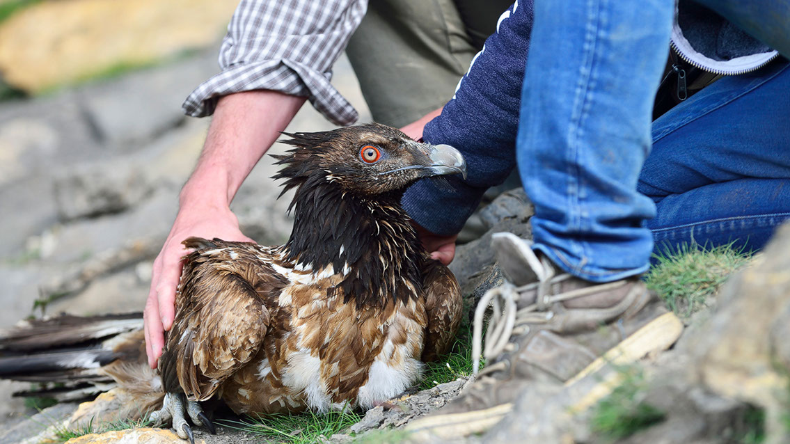 Bartgeier, Gypaète Barbu, Quebrantahuesos, Lämmergeier, Lammergeier, 