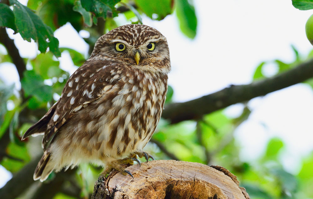 Athene noctua, Steinkauz, Kauz, Little owl