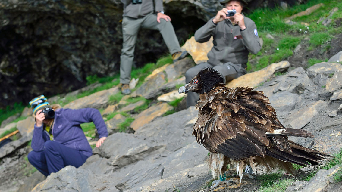 Bartgeier, Gypaète Barbu, Quebrantahuesos, Lämmergeier, Lammergeier, 