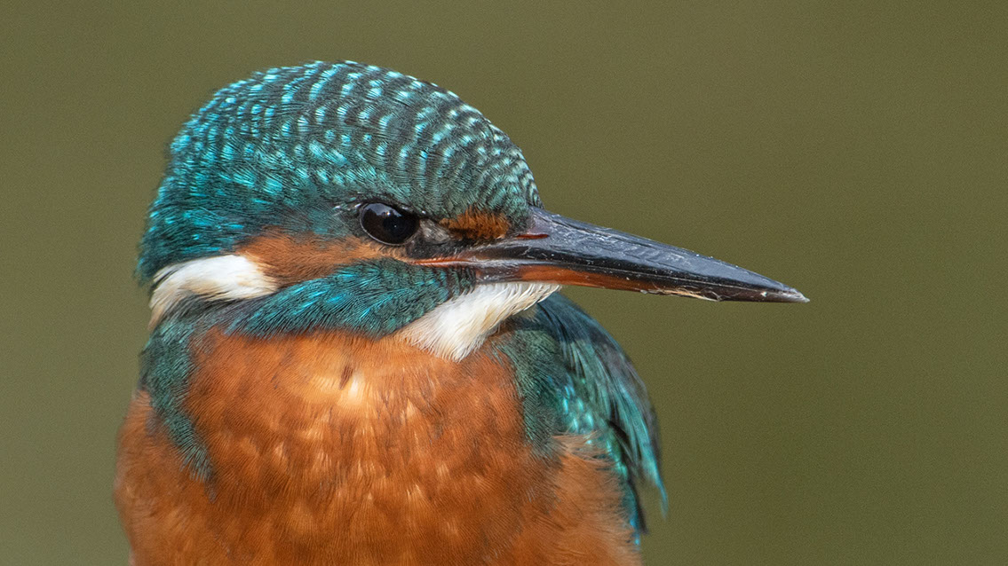 Bartgeier, Gypaète Barbu, Quebrantahuesos, Lämmergeier, Lammergeier, 