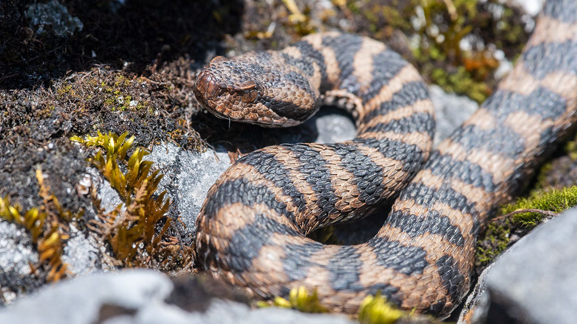 Bartgeier, Gypaète Barbu, Quebrantahuesos, Lämmergeier, Lammergeier, 