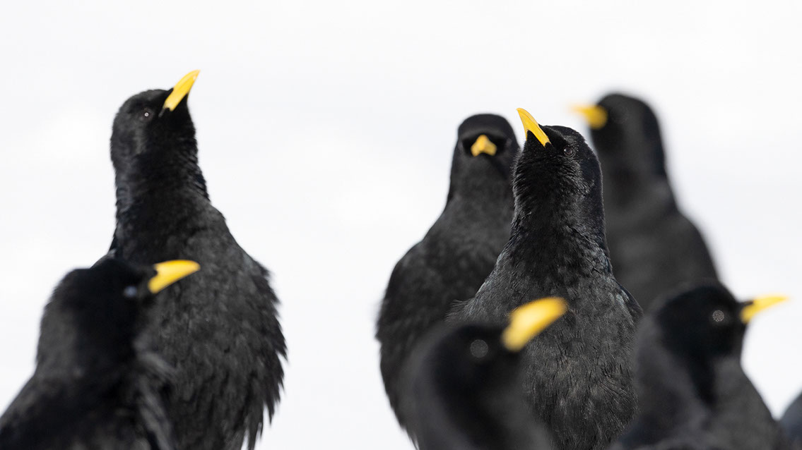 Bartgeier, Gypaète Barbu, Quebrantahuesos, Lämmergeier, Lammergeier, 