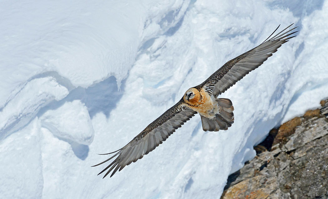 Bartgeier Schweiz Alpen fliegend Adult Gyaéte en vol Lammergeier Bearded Vulture