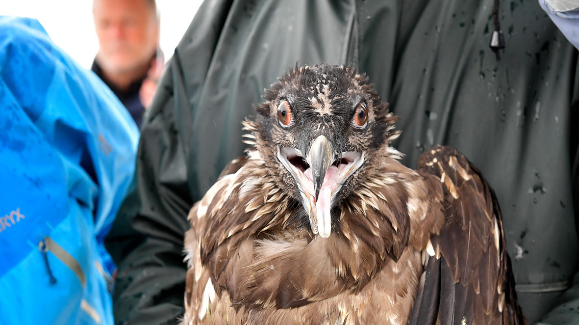 Bartgeier, Gypaète Barbu, Quebrantahuesos, Lämmergeier, Lammergeier, 