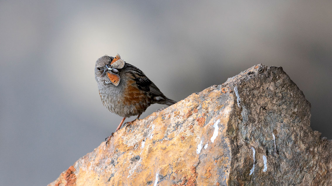 Bartgeier, Gypaète Barbu, Quebrantahuesos, Lämmergeier, Lammergeier, 