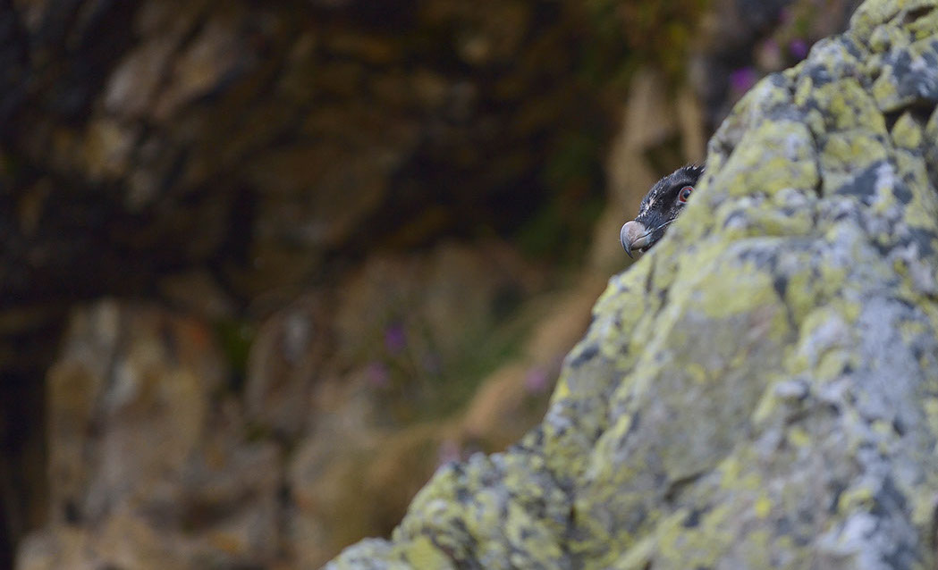Junger Bartgeier Ashka, Calfleisental, Auswilderung, Schweiz