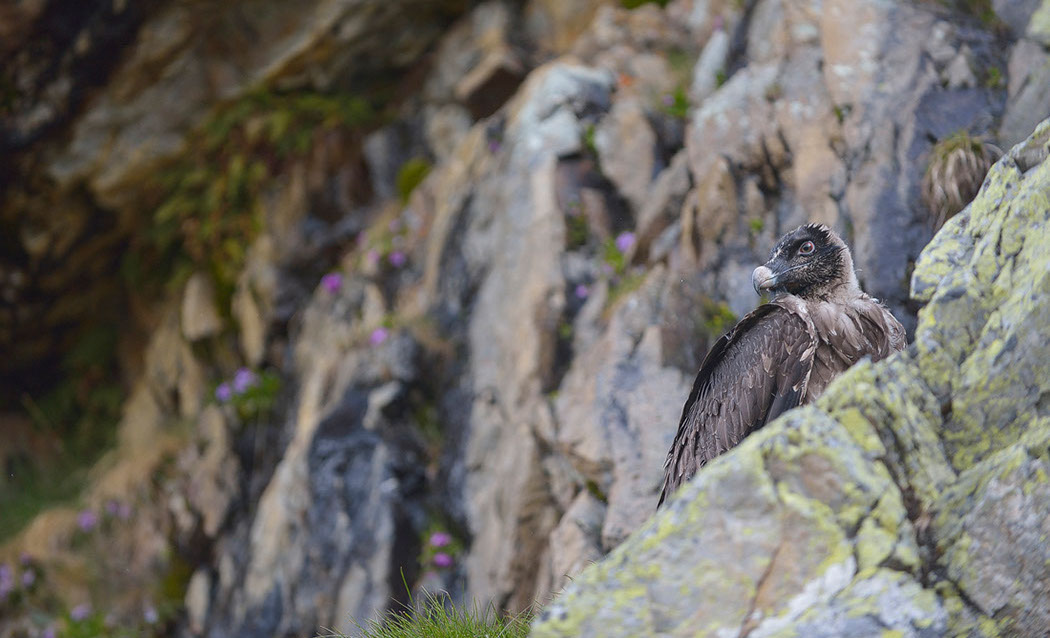 Bartgeier, Gipeto, Lammergeier, Bearded Vulture, Gypaète, Gypaetus barbatus, Auswilderung, Calfleisental