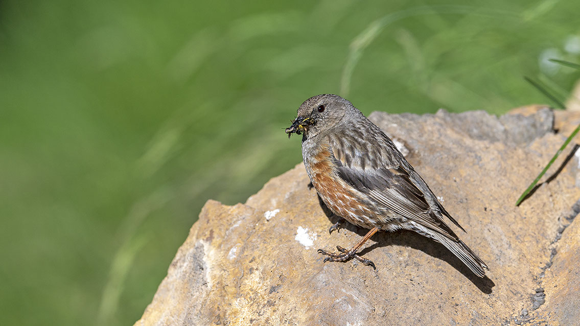 Bartgeier, Gypaète Barbu, Quebrantahuesos, Lämmergeier, Lammergeier, 