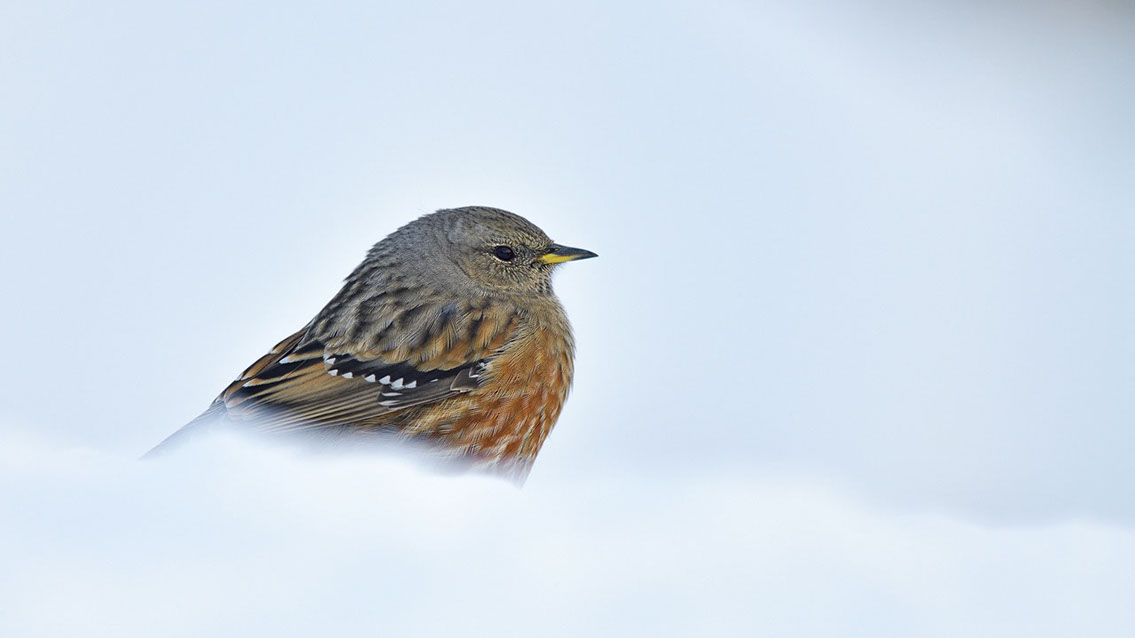 Bartgeier, Gypaète Barbu, Quebrantahuesos, Lämmergeier, Lammergeier, 