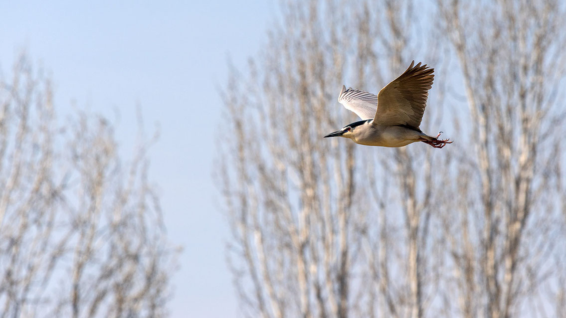 Bartgeier, Gypaète Barbu, Quebrantahuesos, Lämmergeier, Lammergeier, 