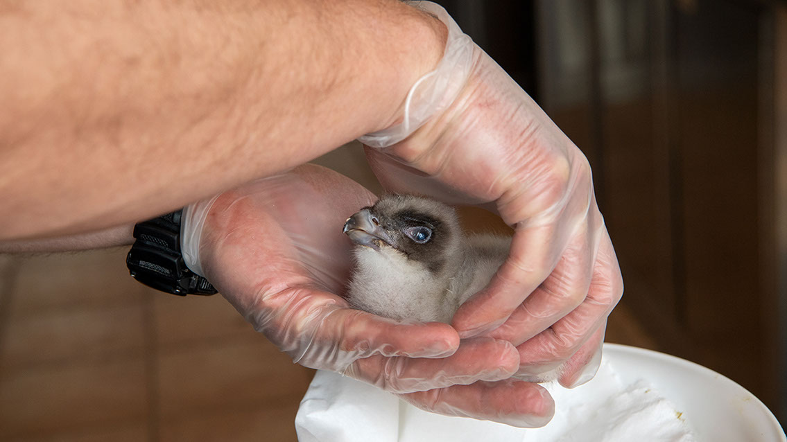 Bartgeier, Gypaète Barbu, Quebrantahuesos, Lämmergeier, Lammergeier, 