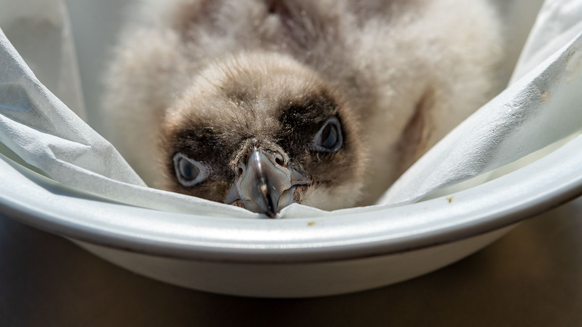 Bartgeier Schweiz Alpen fliegend Adult Gyaéte en vol Lammergeier Bearded Vulture