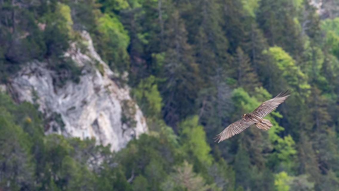 Bartgeier Schweiz Alpen fliegend Adult Gyaéte en vol Lammergeier Bearded Vulture