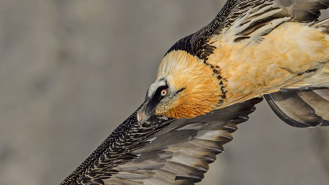 Bartgeier Schweiz Alpen fliegend Adult Gyaéte en vol Lammergeier Bearded Vulture