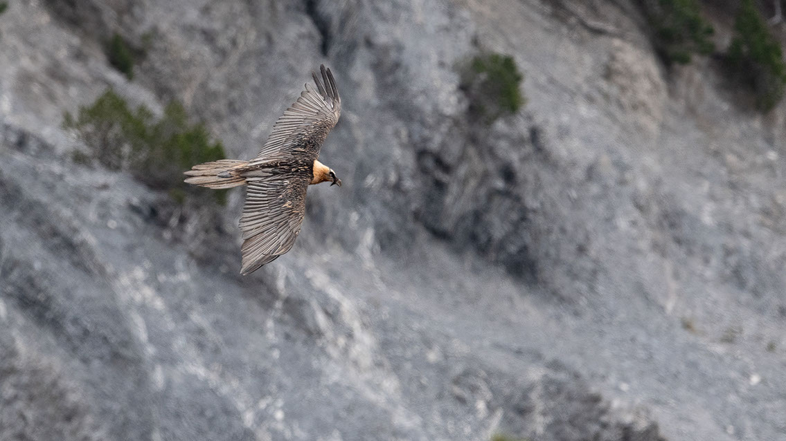 Bartgeier Schweiz Alpen fliegend Adult Gyaéte en vol Lammergeier Bearded Vulture