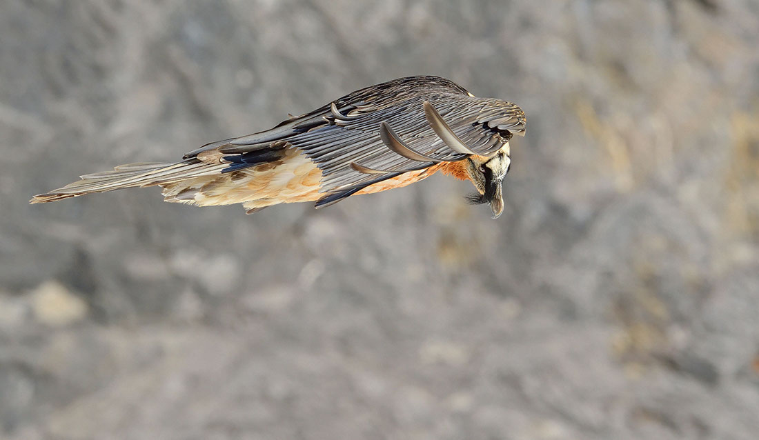 Bartgeier Schweiz Alpen fliegend Adult Gyaéte en vol Lammergeier Bearded Vulture
