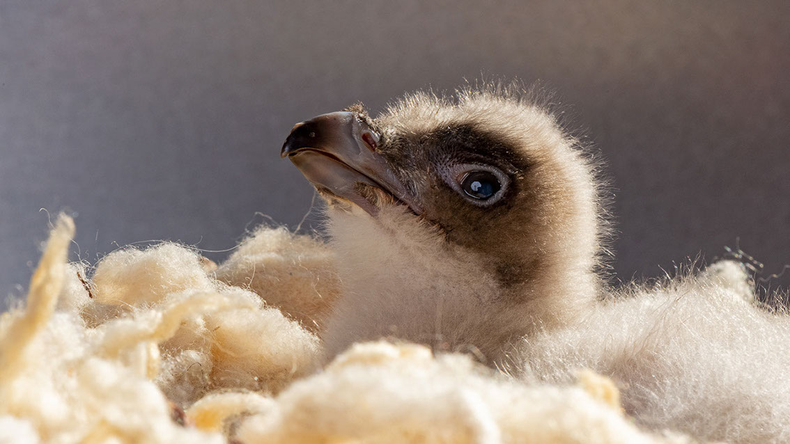 Bartgeier Schweiz Alpen fliegend Adult Gyaéte en vol Lammergeier Bearded Vulture