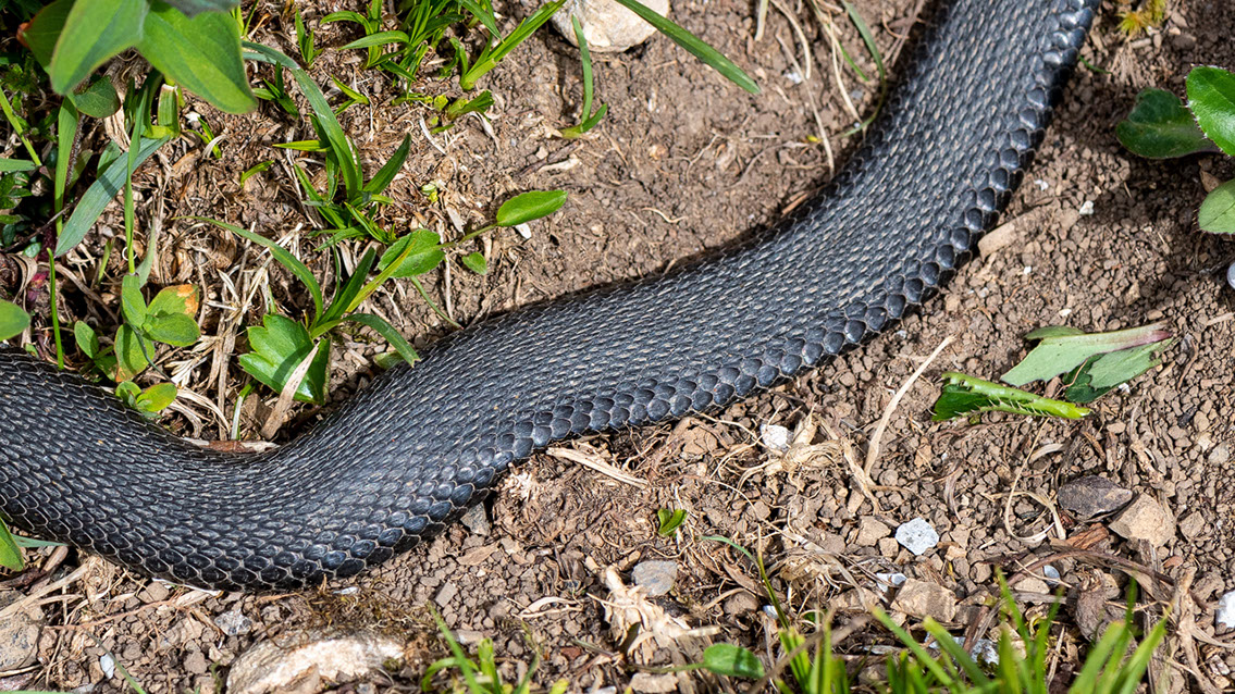 Bartgeier, Gypaète Barbu, Quebrantahuesos, Lämmergeier, Lammergeier, 
