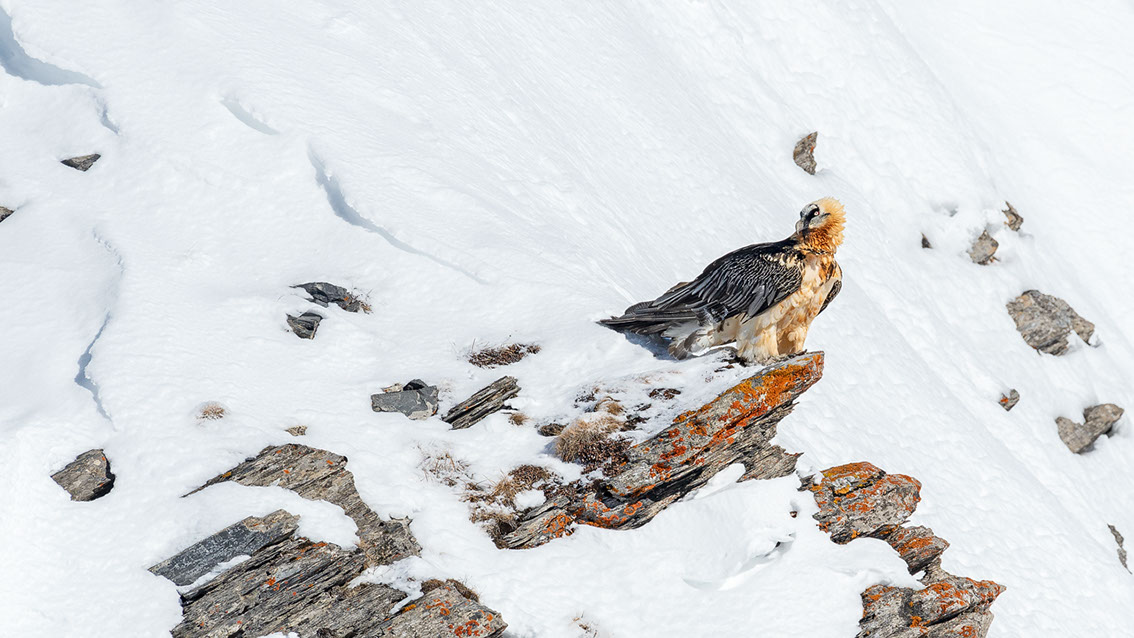 Bartgeier, Gipeto, Lammergeier, Bearded Vulture, Gypaète, Gypaetus barbatus, fliegend, sitzend, Alpen, Swiss Alps, 