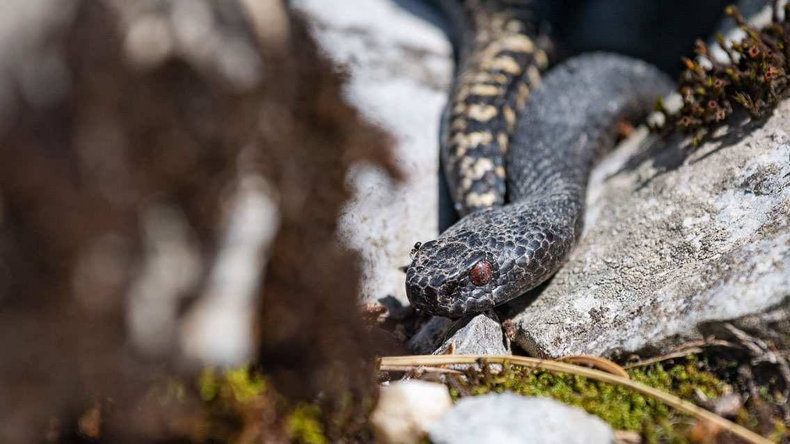 Bartgeier, Gypaète Barbu, Quebrantahuesos, Lämmergeier, Lammergeier, 