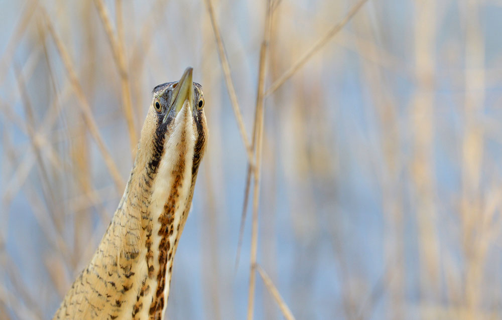 Bartgeier, Gypaète Barbu, Quebrantahuesos, Lämmergeier, Lammergeier, 