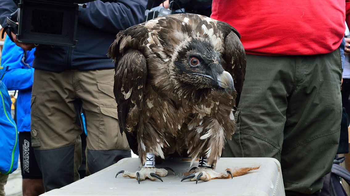 Bartgeier, Gypaète Barbu, Quebrantahuesos, Lämmergeier, Lammergeier, 