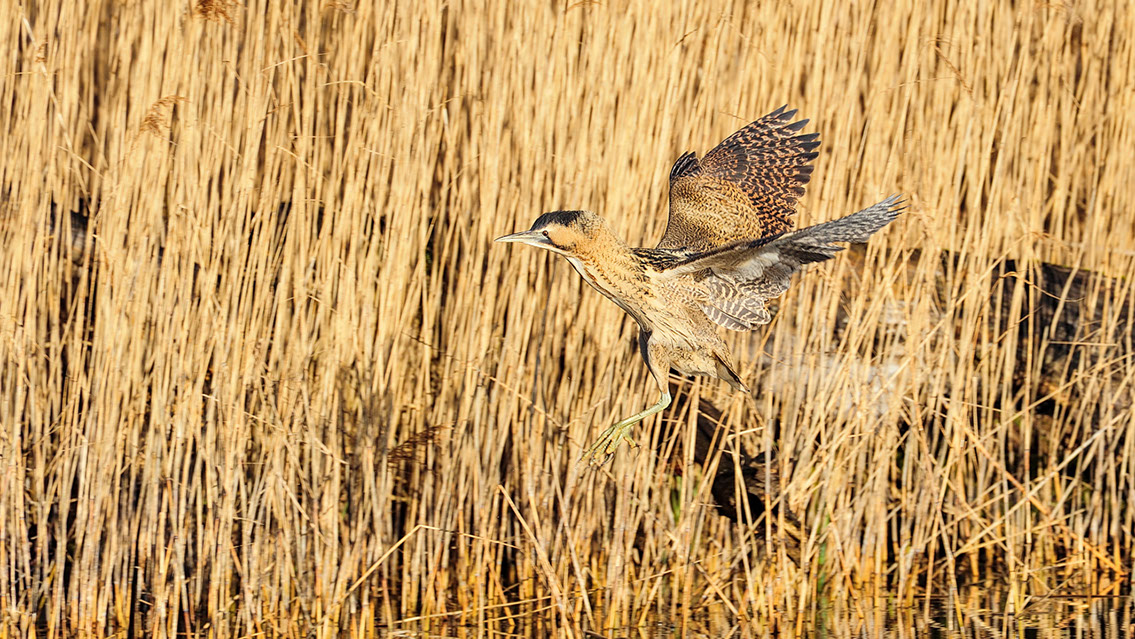 Bartgeier, Gypaète Barbu, Quebrantahuesos, Lämmergeier, Lammergeier, 