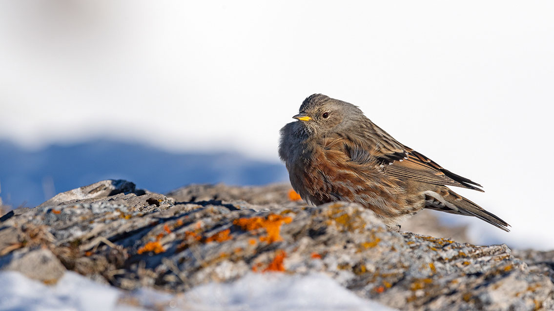 Bartgeier, Gypaète Barbu, Quebrantahuesos, Lämmergeier, Lammergeier, 